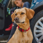 犬用首輪 ショックプルーフ保護ケース AirTag 第2世代 / AirTag 第1世代用