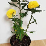 10個セット 植物鉢用花形支柱 固定用倒伏防止葉ガードフレーム 17cm 27cm 37cm 48cm 58cm