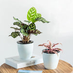 自動給水式ハイドロポニック鉢 植物用円形樹脂プラスチック鉢 ダブルレイヤーデザイン 直径: 13cm 高さ: 13.7cm