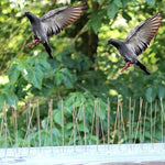 5個セット 鳥よけ 50cm ステンレス製釘 鳥用スパイク SK411