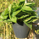 セルフウォータリングプランター 植物育成用 レイジーフラワーポット 壁掛け丸型樹脂プラスチック製フラワーポット、サイズ：18x12.5x16cm
