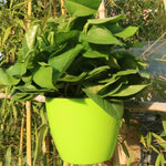 セルフウォータリングプランター 植物育成用 レイジーフラワーポット 壁掛け丸型樹脂プラスチック製フラワーポット、サイズ：18x12.5x16cm
