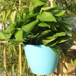 セルフウォータリングプランター 植物育成用 レイジーフラワーポット 壁掛け丸型樹脂プラスチック製フラワーポット、サイズ：18x12.5x16cm