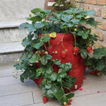 3ポケット 18L / 5ガロン 不織布いちご栽培バッグ、サイズ：23X28cm、サイズ：23X28cm
