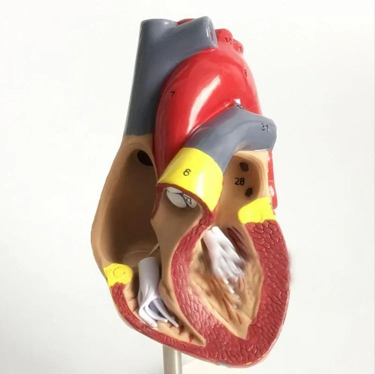 1:1 人間の心臓解剖モデル医療心臓学心臓解剖教育モデル番号付き、人間の心臓解剖モデル
