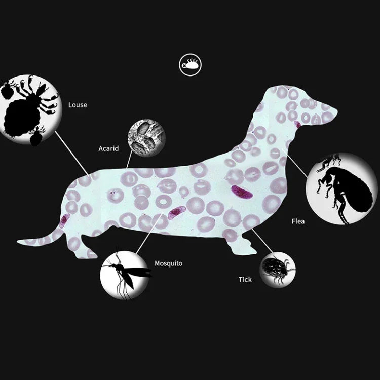 ペット用ノミ＆シラミ防止首輪ペット用体外虫よけリング、小型犬/38cm、大型犬/70cm