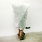 2 PCS Plant Freeze-Proof Cover  Autumn And Winter Cold-Proof Tree Cover Non-Woven Plant Antifreeze Bag, 0.8mx1.2m, 0.6mx0.8m, 1.2x1.8m, 0.8mx1m