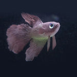 ナイトライトシミュレーション魚タンク装飾環境に優しいシリコーンカラフルな魚、1赤ベタ、2茶ベタ、3青ベタ、4青金魚、5赤金魚、6茶金魚