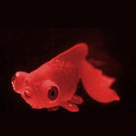 ナイトライトシミュレーション魚タンク装飾環境に優しいシリコーンカラフルな魚、1赤ベタ、2茶ベタ、3青ベタ、4青金魚、5赤金魚、6茶金魚