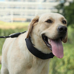 布テープ貼付け式 取り外し可能 トレーニング刺激犬用首輪 S 2.5mm x 35cm, M 3.0mm x 50cm, L 3.5mm x 55cm, XL 4.0mm x 60cm