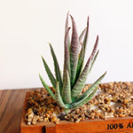 人工ミニアロエプラスチック植物クラフトフローリストリー風景庭家庭オフィス装飾、緑（フロックなし）、フロックグリーン赤先端、フロックグリーン黄先端